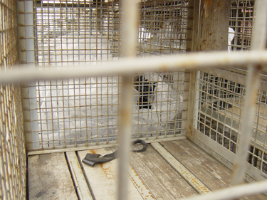 Caged 02