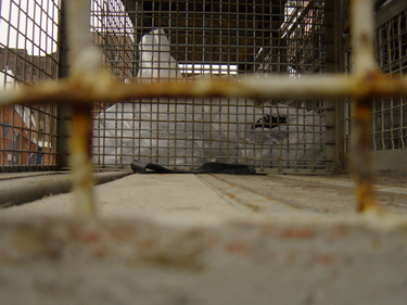 Caged 01